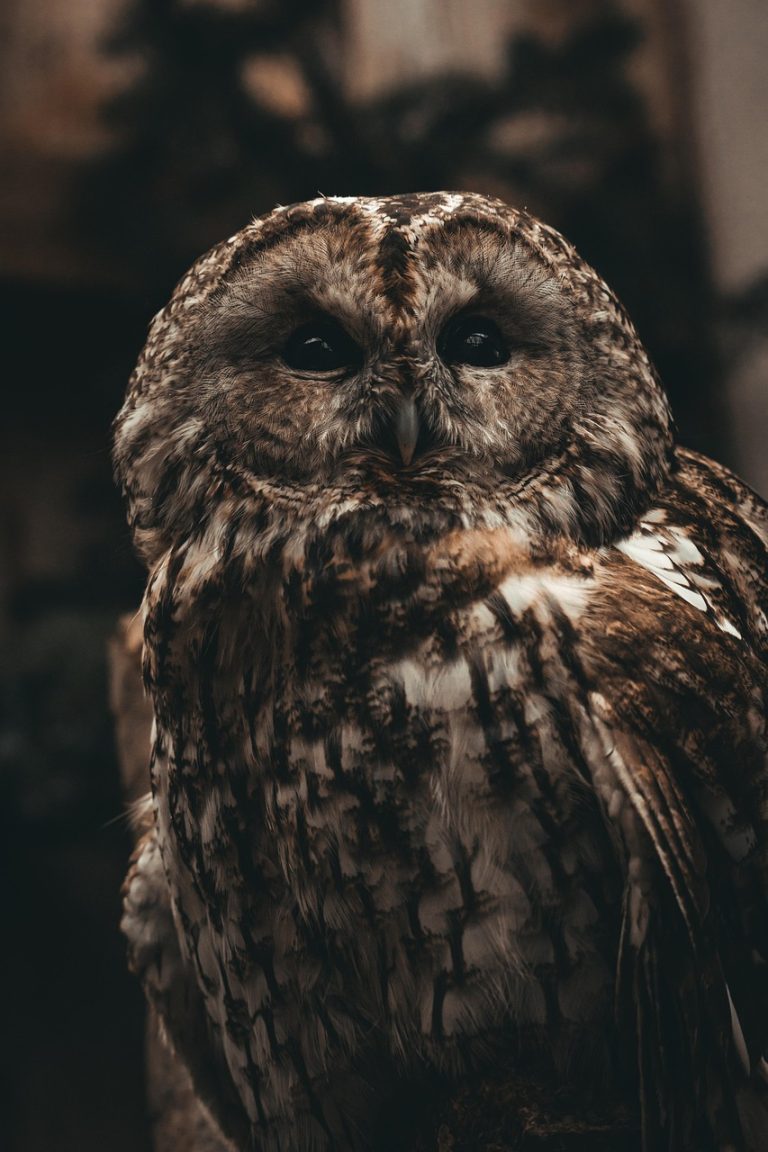Interpreting Nature's Signals: Understanding Ancient Omens and Beliefs